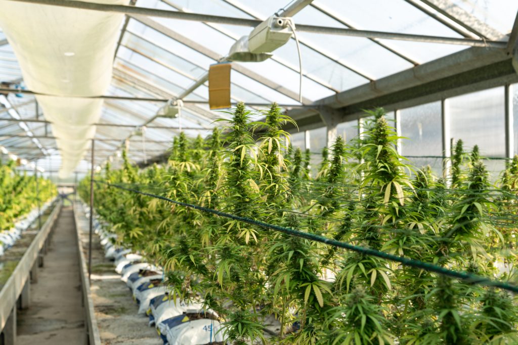 best delta 8 strains