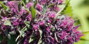 Delta 8 Flower: Everything You Need to Know Before Trying It