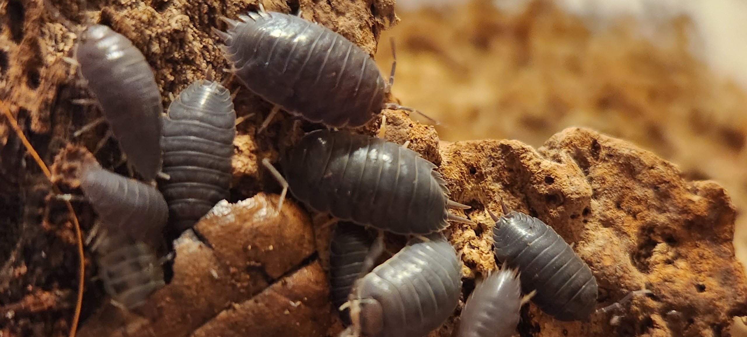 giant isopods