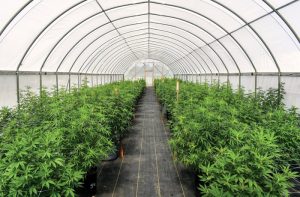 Different Strain Characteristics Determining Delta 8 Flower Terpene Combinations