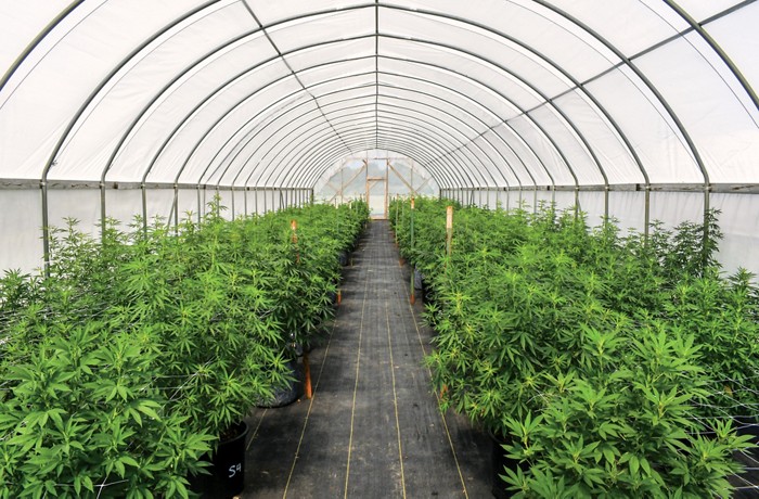 Different Strain Characteristics Determining Delta 8 Flower Terpene Combinations
